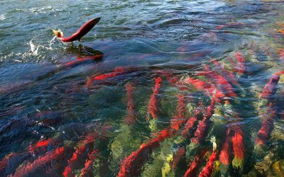 El camino del salmón